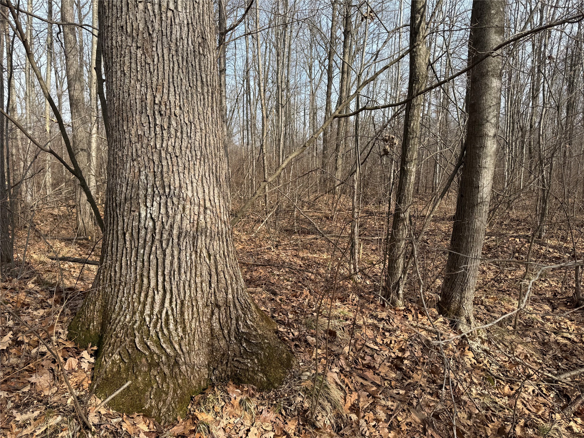 OOO Maple Granton WI 54436 1599056 image32