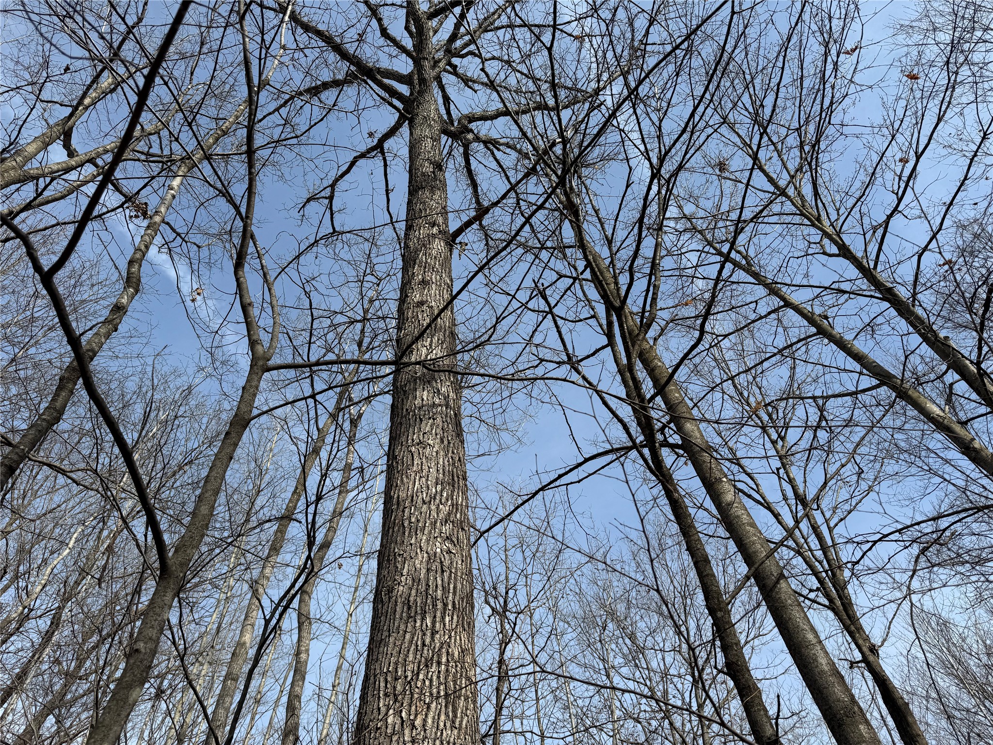 OOO Maple Granton WI 54436 1599056 image33