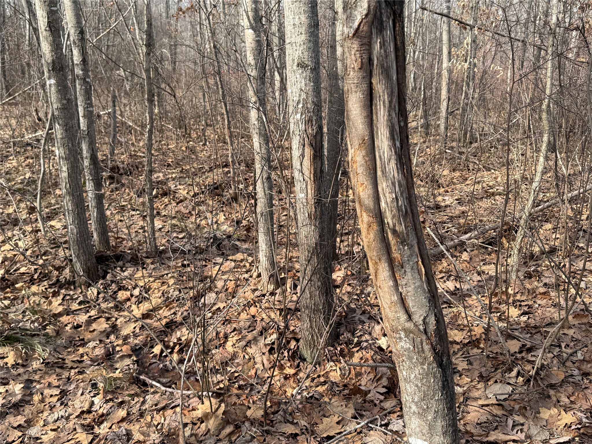 OOO Maple Granton WI 54436 1599056 image35