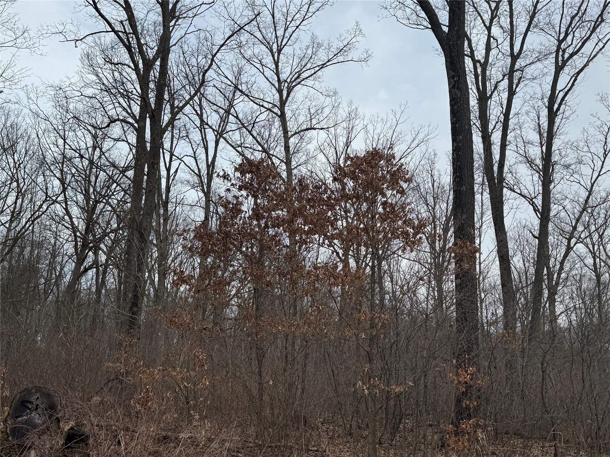 OOO Maple Granton WI 54436 1599056 image4