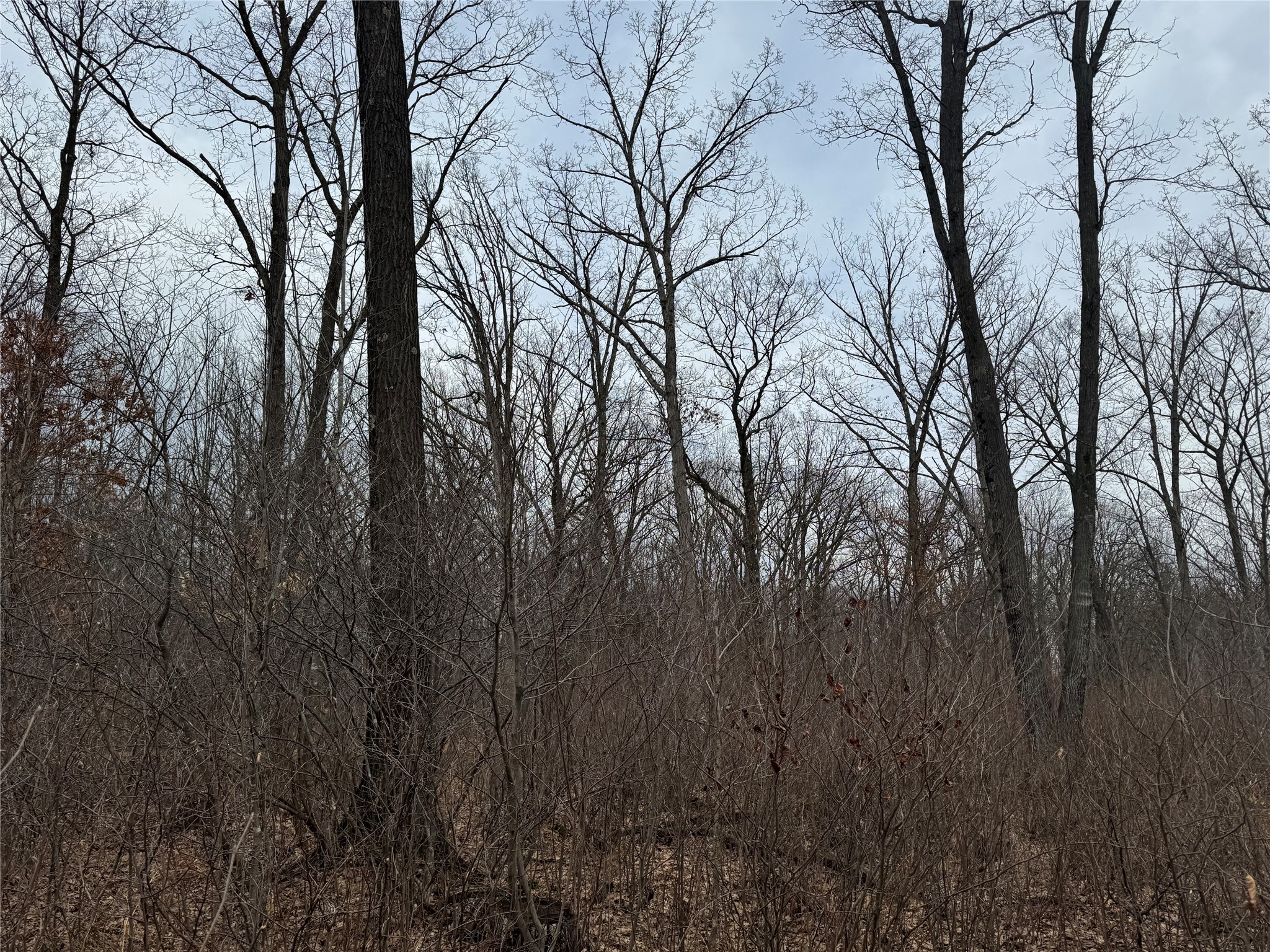 OOO Maple Granton WI 54436 1599056 image5