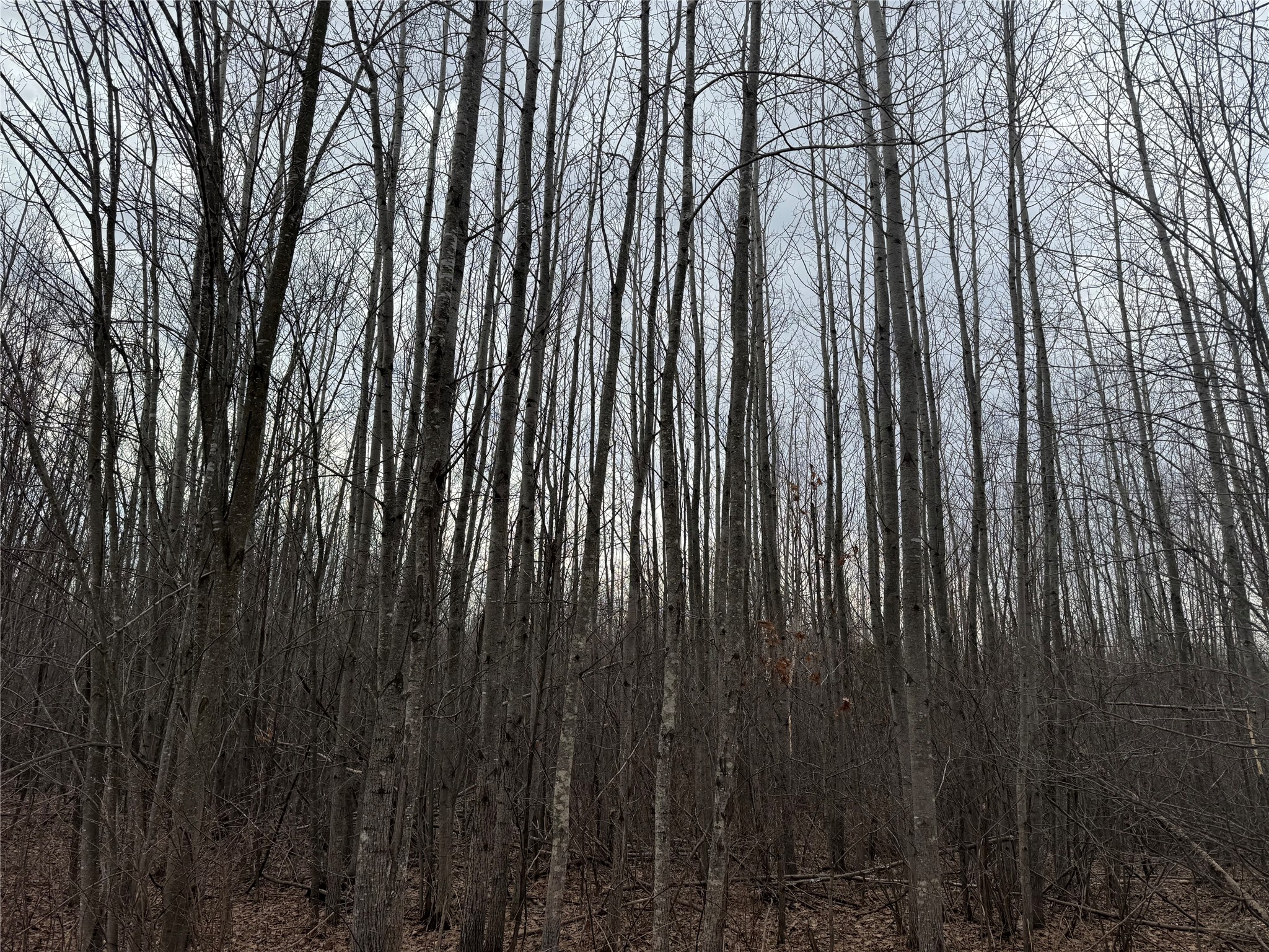 OOO Maple Granton WI 54436 1599056 image6