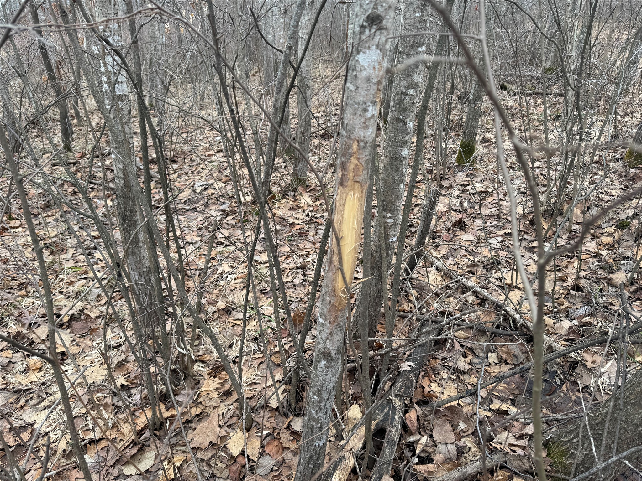 OOO Maple Granton WI 54436 1599056 image7