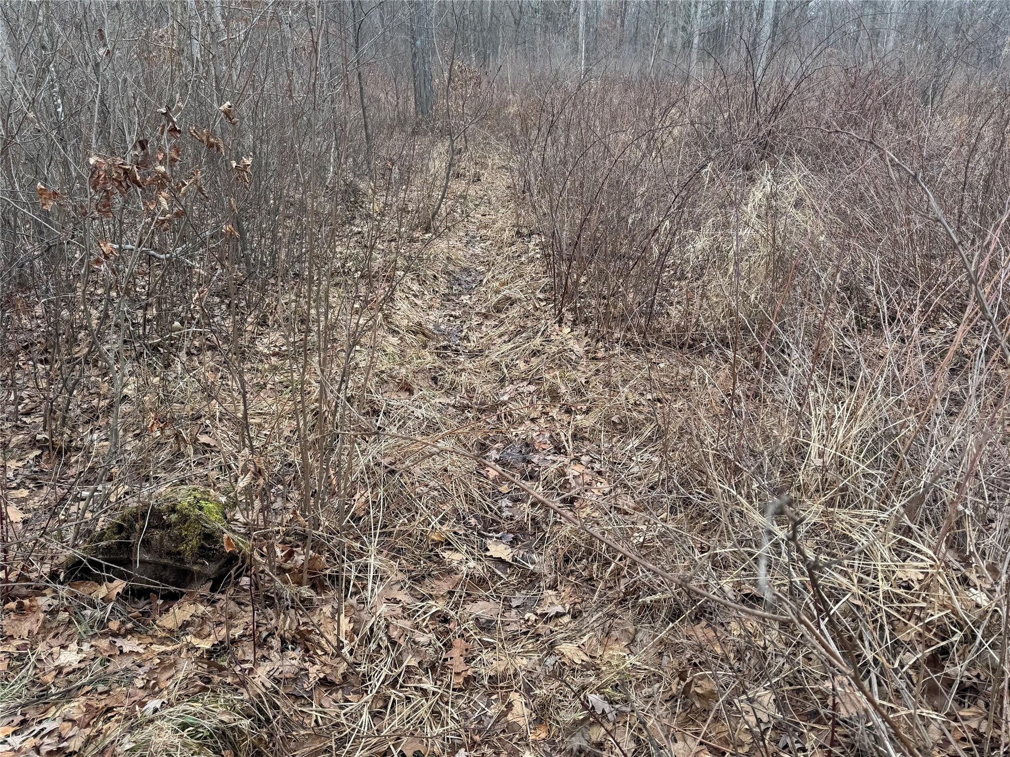 OOO Maple Granton WI 54436 1599056 image8