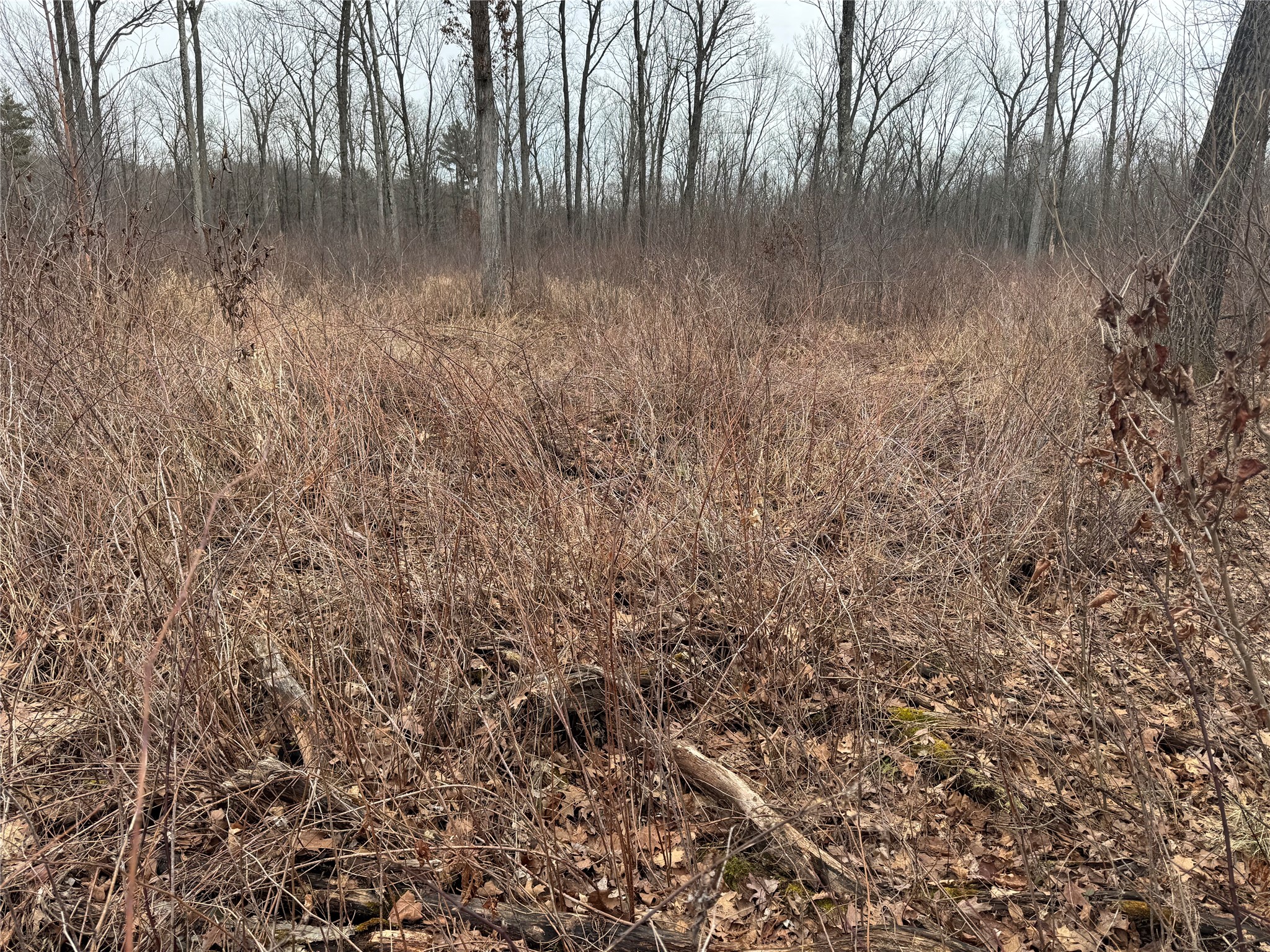 OOO Maple Granton WI 54436 1599056 image9