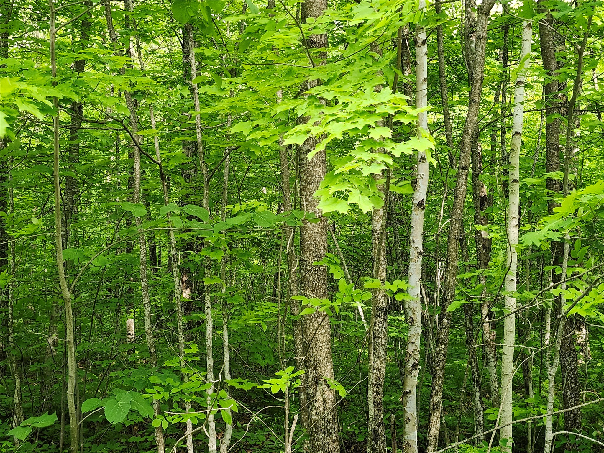 Off Borrie Road Couderay WI 54828 1602317 image1