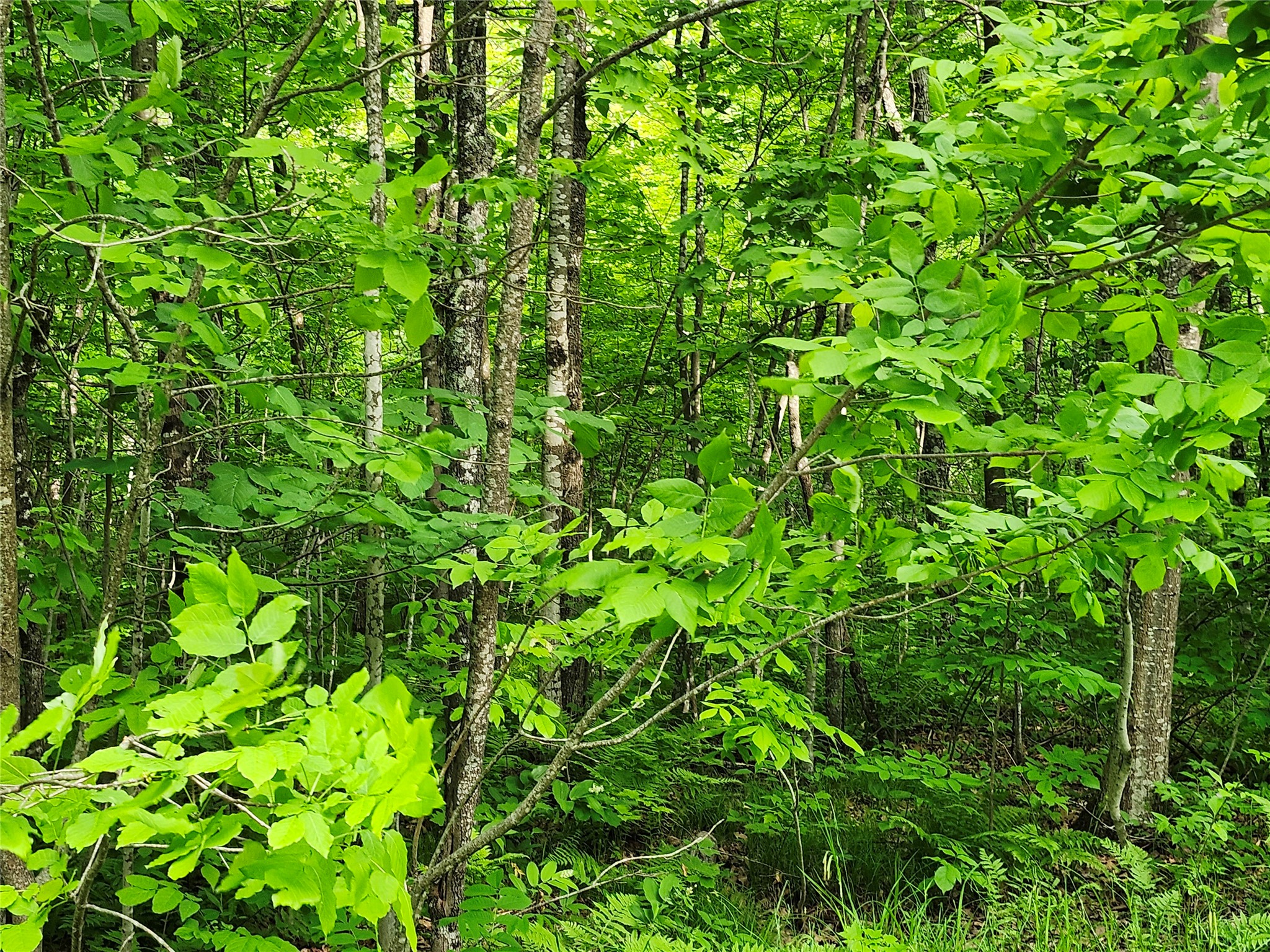 Off Borrie Road Couderay WI 54828 1602317 image2