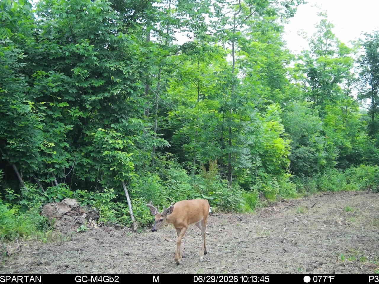 On County Road H Radisson WI 54867 1603350 image15