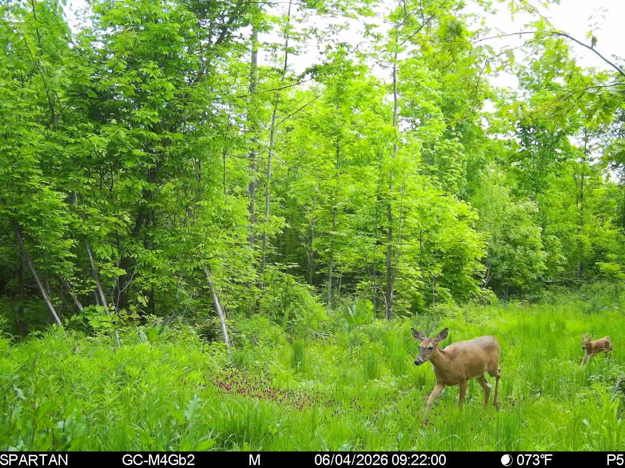 On County Road H Radisson WI 54867 1603350 image21