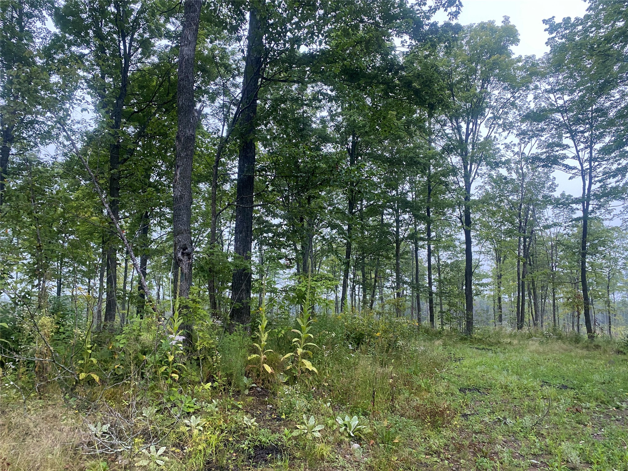 On Doland Road Loretta WI 54896 1599134 image4