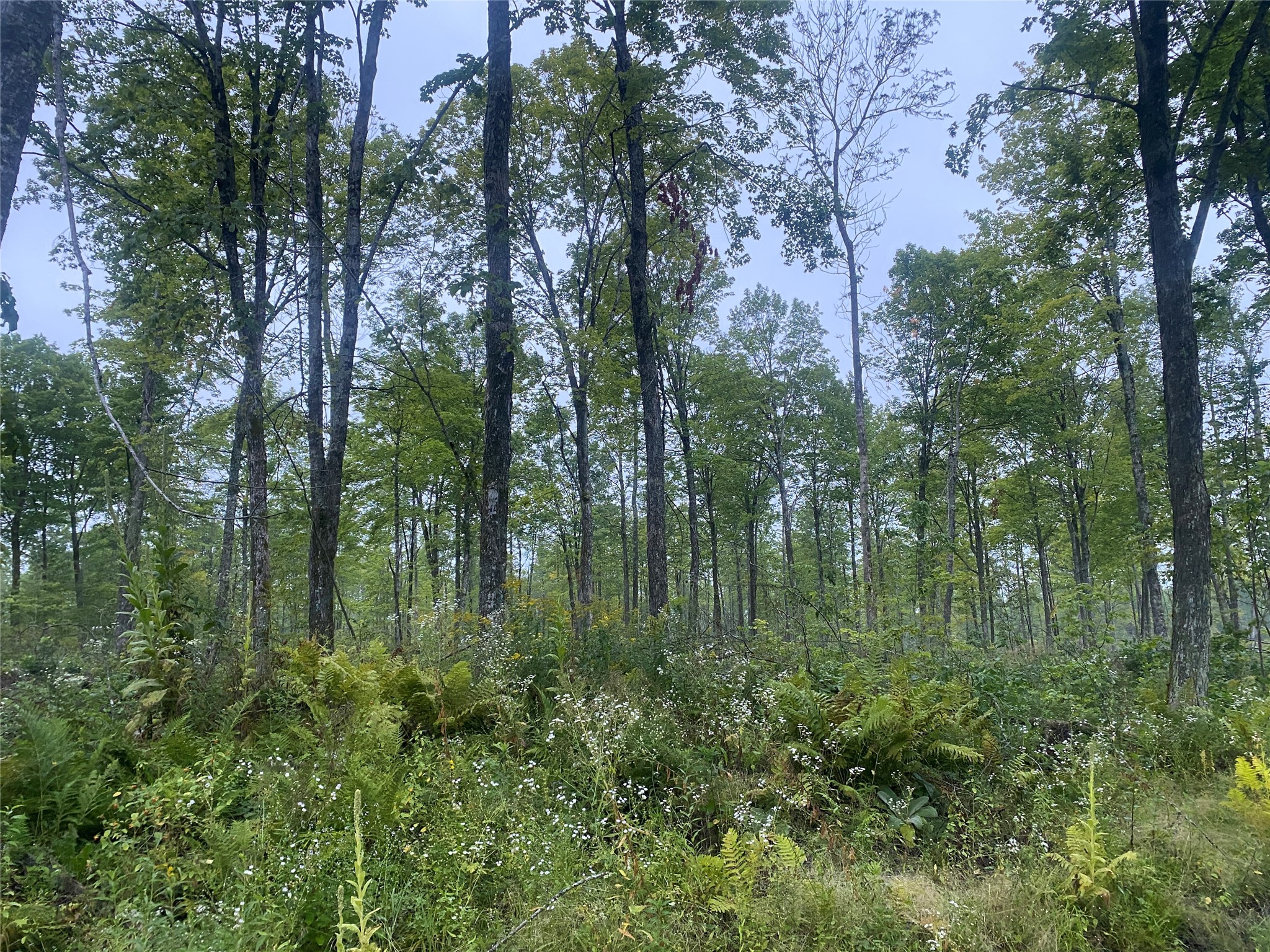 On Doland Road Loretta WI 54896 1599134 image7