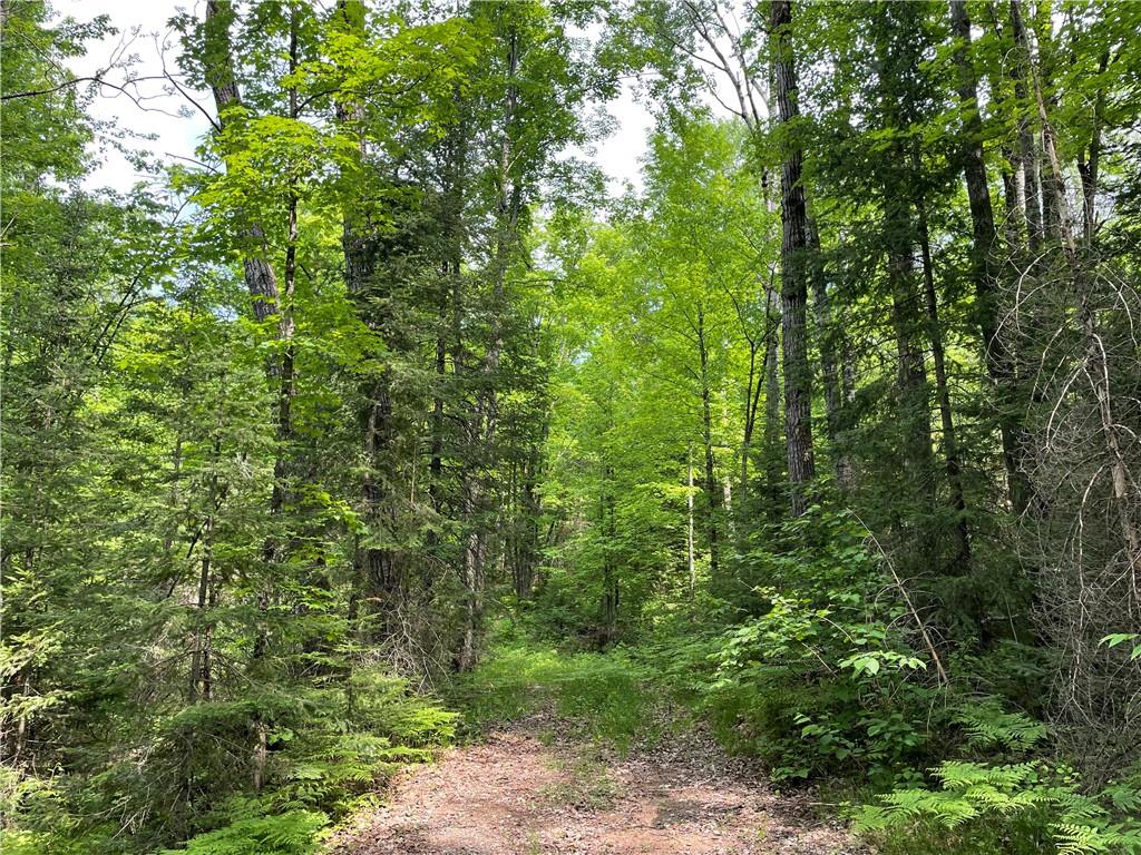 On Griffith Road Butternut WI 54514 1573819 image1