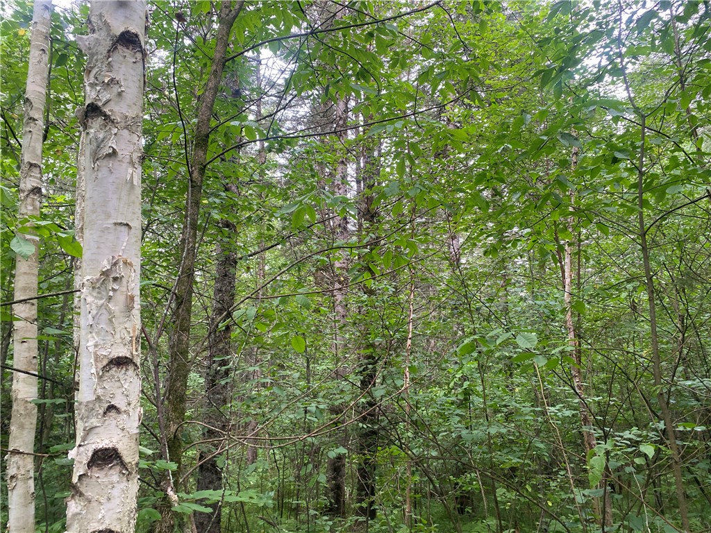 On Knowles Road Loretta WI 54896 1584858 image3