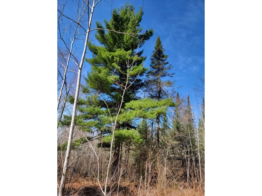 On Luds Lane Loretta WI 54896 - Fly Blow Creek 1589387 image19