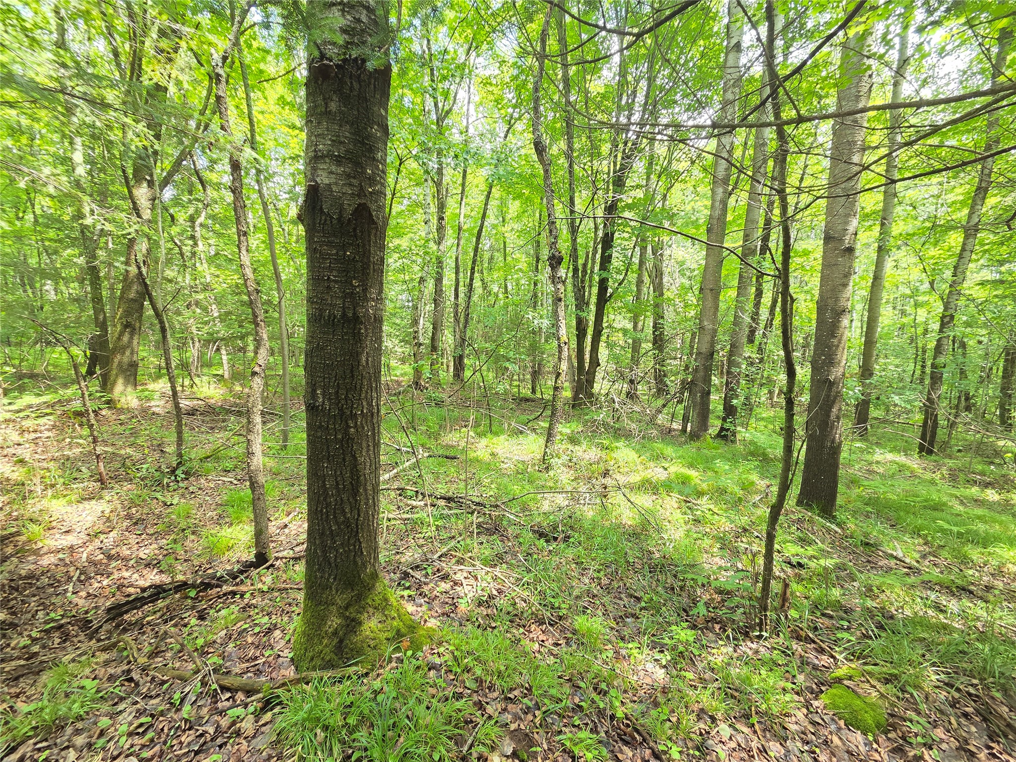 On Woodland Lane Phillips WI 54555 1603047 image1