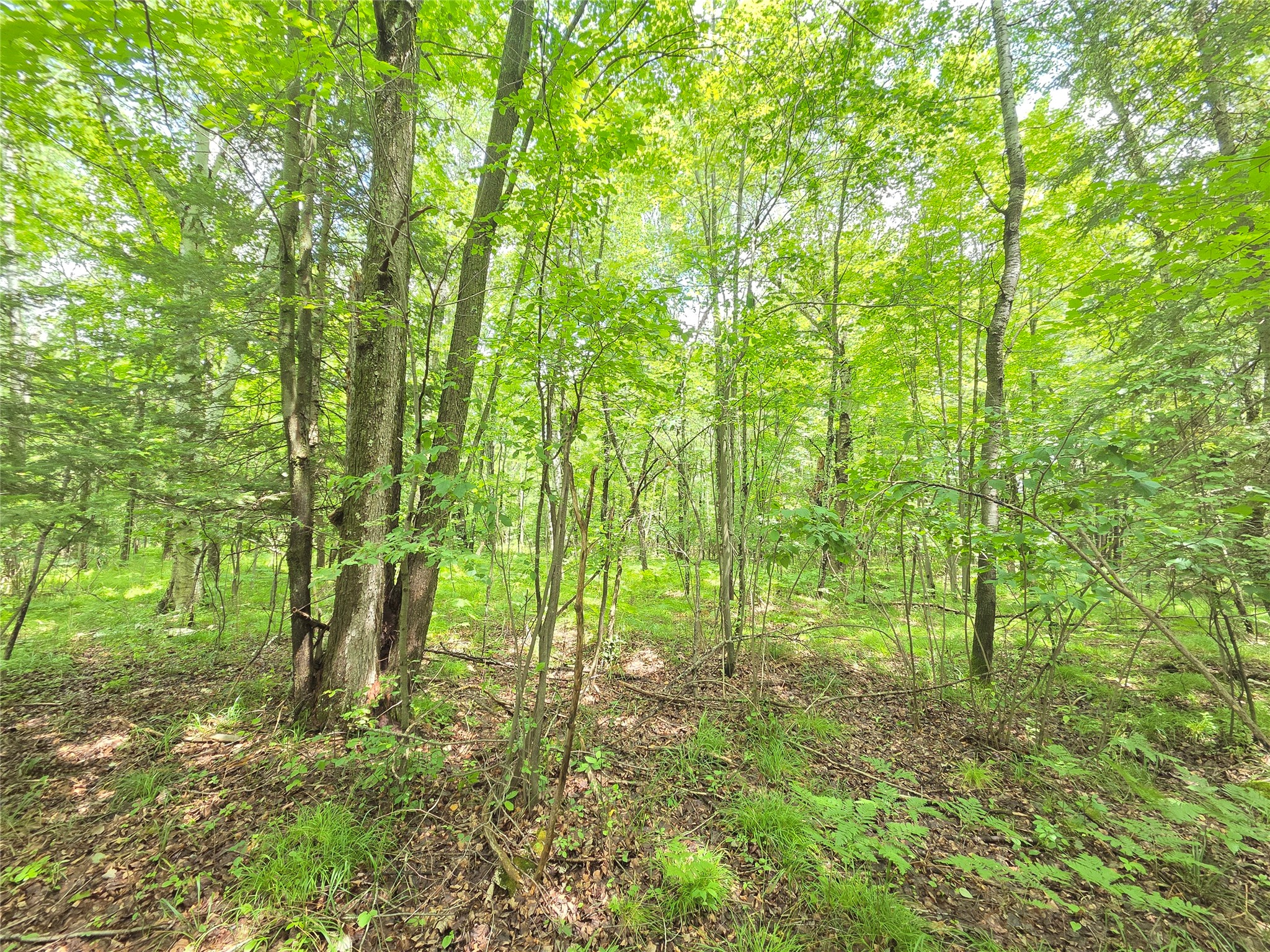 On Woodland Lane Phillips WI 54555 1603047 image2