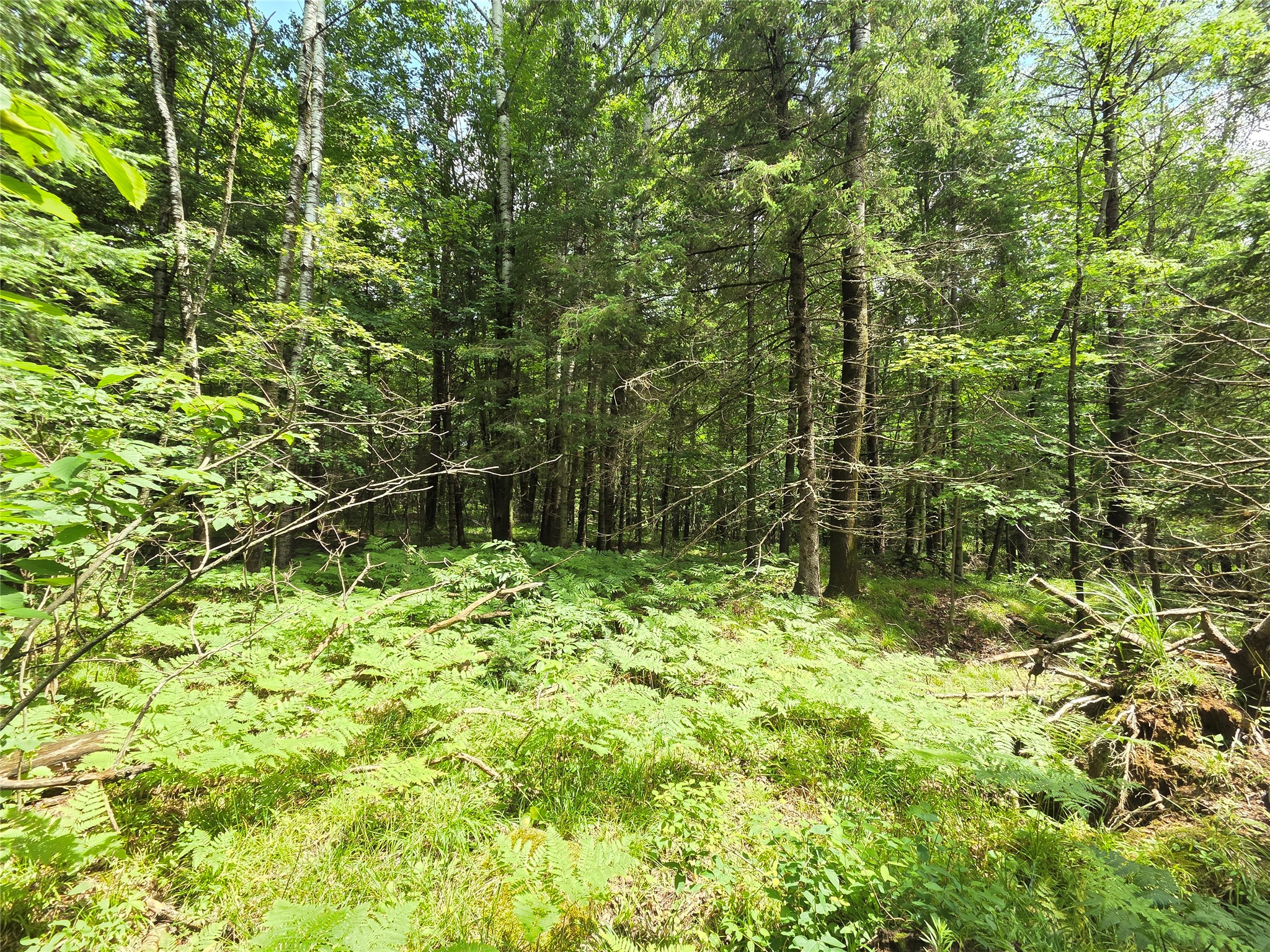 On Woodland Lane Phillips WI 54555 1603047 image4