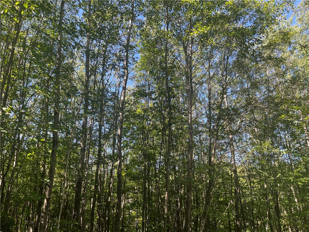 Parcel 5 County Highway T Birchwood WI 54817 1588311 image1