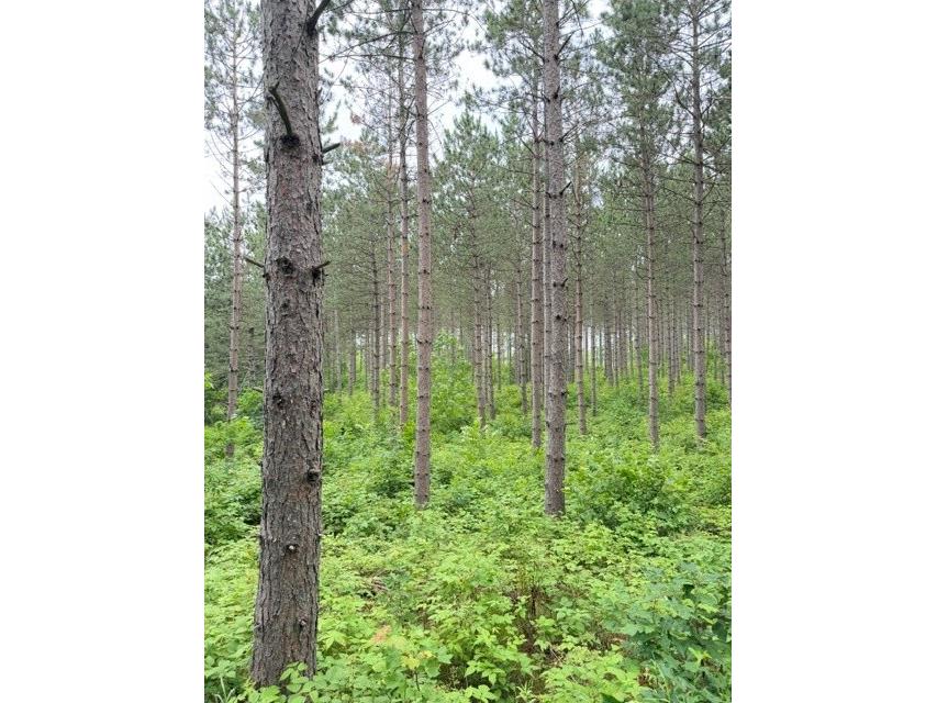 20 Acres S 5th Avenue Trego WI 54888 1602779 image10