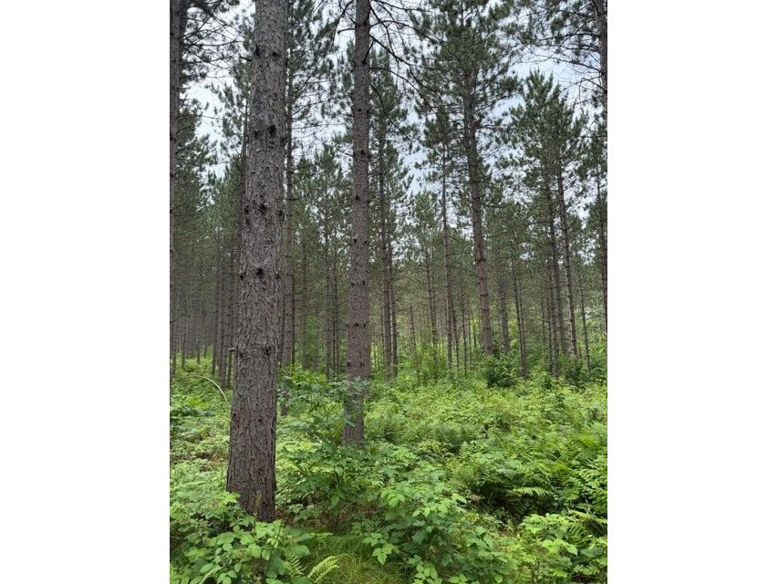 20 Acres S 5th Avenue Trego WI 54888 1602779 image3