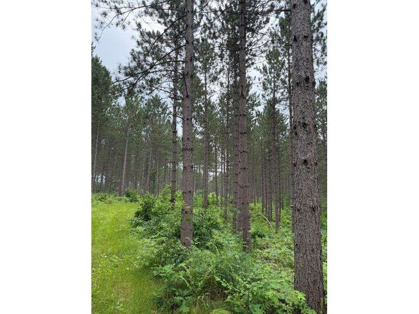 20 Acres S 5th Avenue Trego WI 54888 1602779 image4
