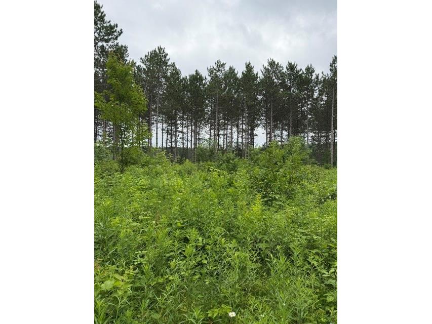 20 Acres S 5th Avenue Trego WI 54888 1602779 image5