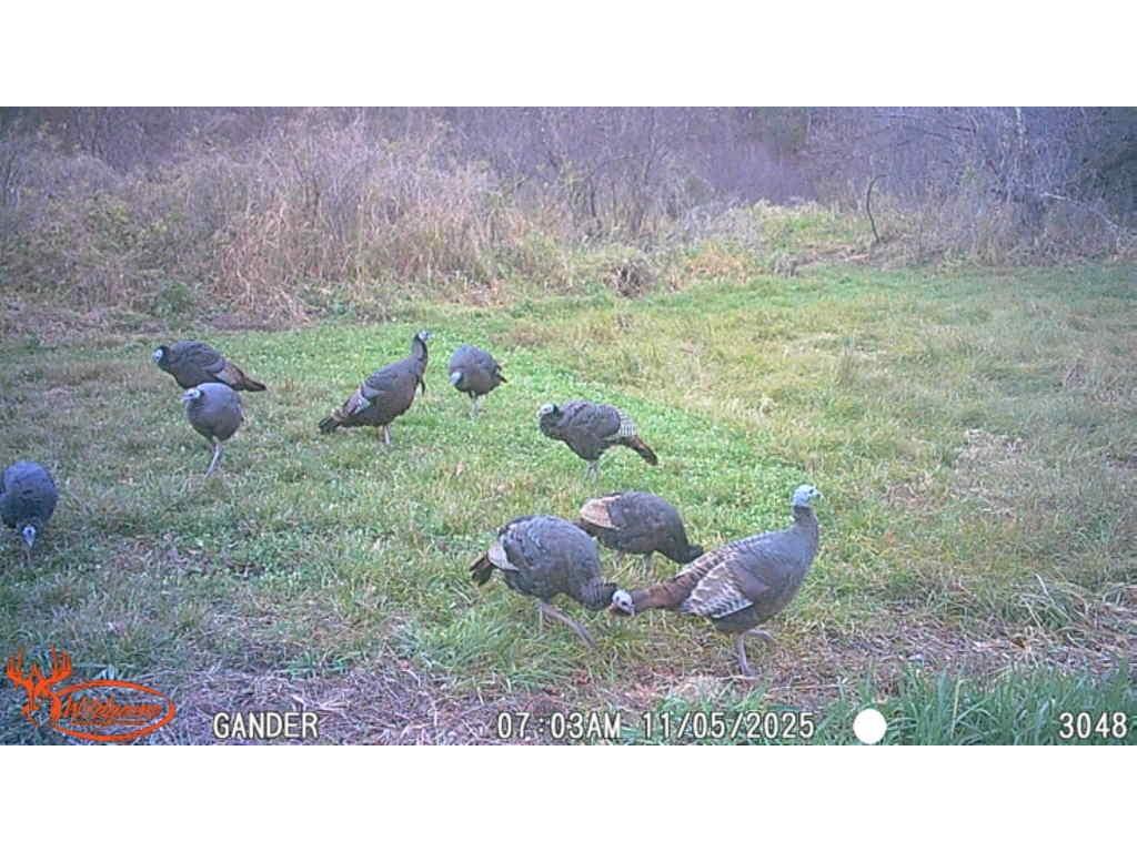 S9025 Lowes Creek Road Eleva WI 54738 - LOWES CREEK 1598421 image51