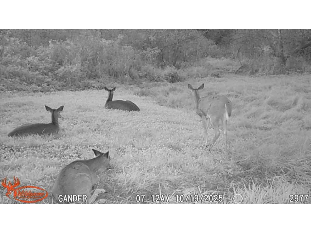 S9025 Lowes Creek Road Eleva WI 54738 - LOWES CREEK 1598421 image52