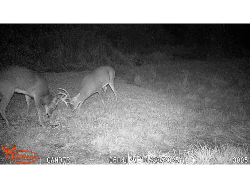 S9025 Lowes Creek Road Eleva WI 54738 - LOWES CREEK 1598421 image53