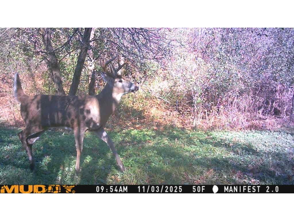 S9025 Lowes Creek Road Eleva WI 54738 - LOWES CREEK 1598421 image54