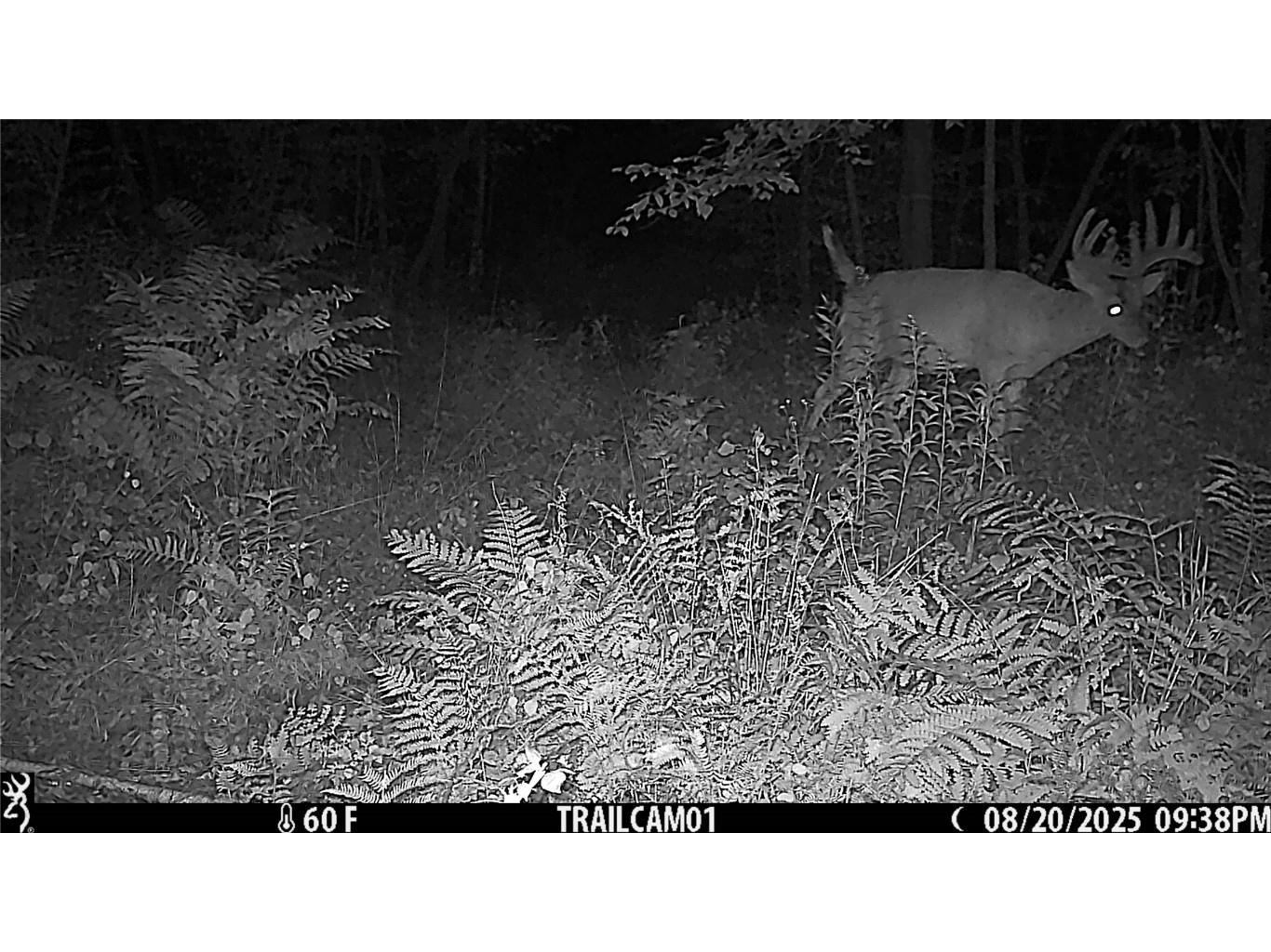 TBD 10 Acres Antler Lake Drive Milltown WI 54858 - No name 1599217 image12