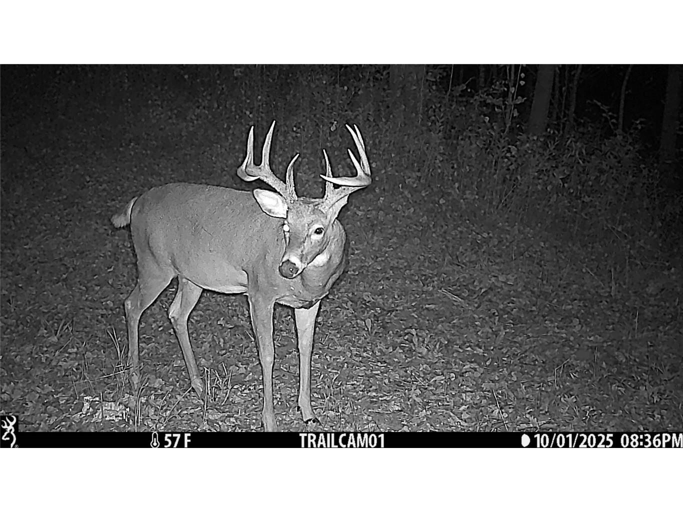 TBD 10 Acres Antler Lake Drive Milltown WI 54858 - No name 1599217 image15