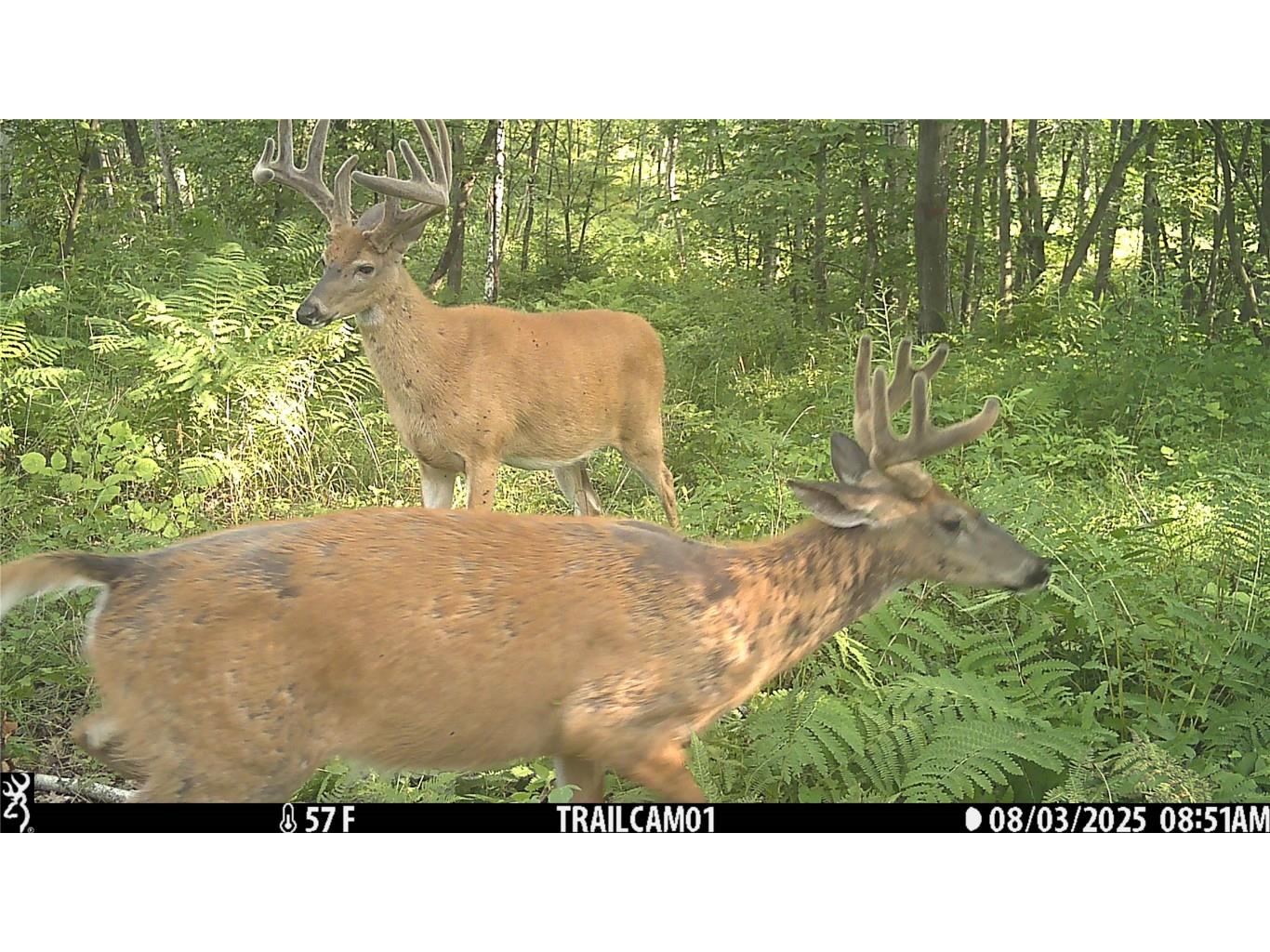 TBD 10 Acres Antler Lake Drive Milltown WI 54858 - No name 1599217 image2