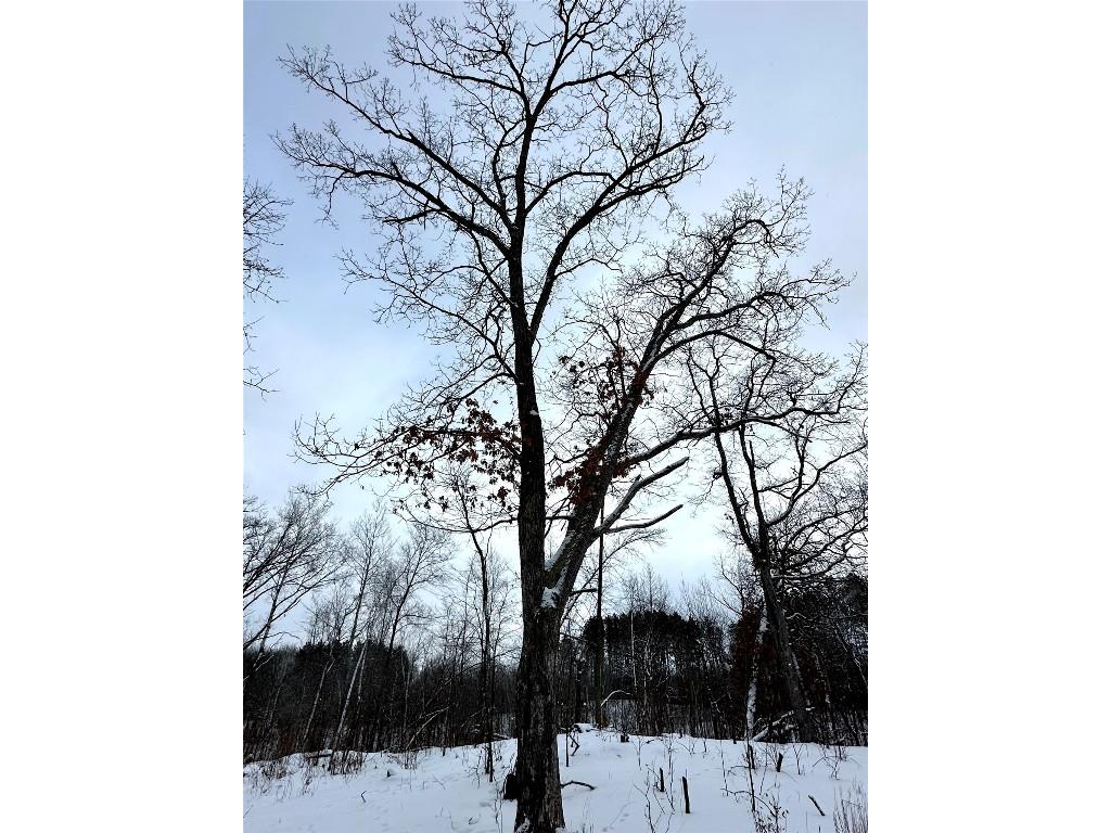 TBD 10 Acres Antler Lake Drive Milltown WI 54858 - No name 1599217 image21