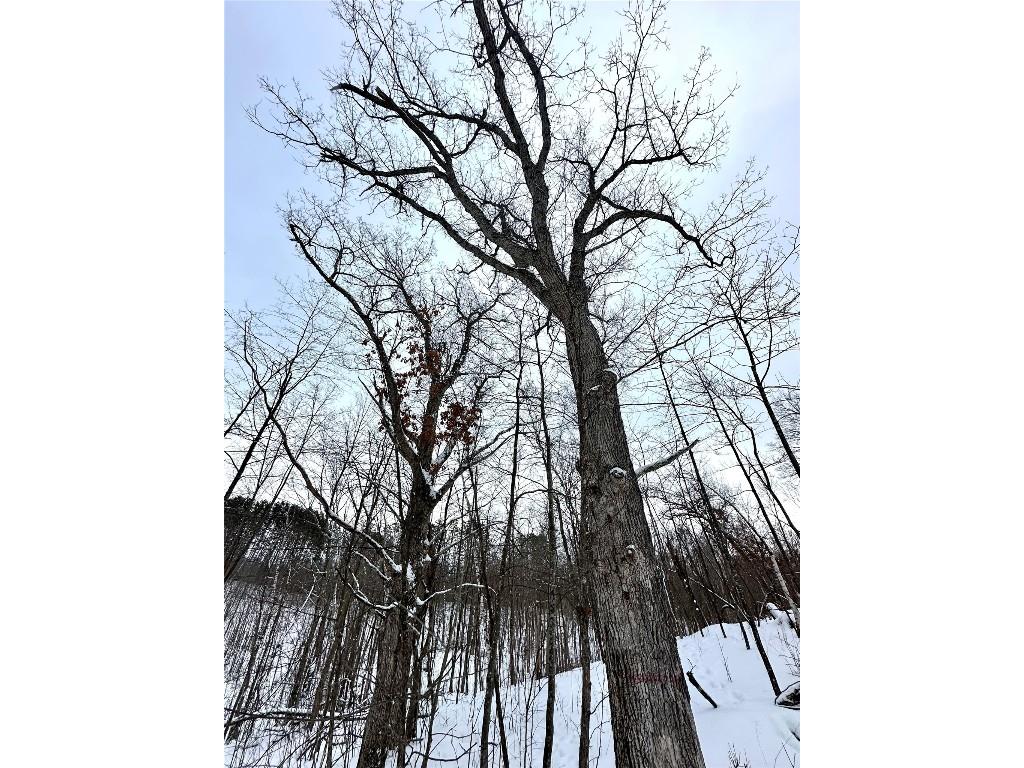 TBD 10 Acres Antler Lake Drive Milltown WI 54858 - No name 1599217 image26