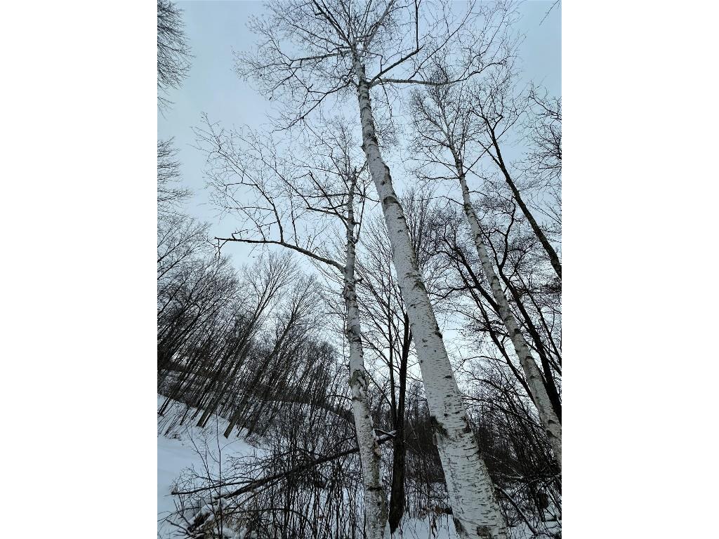 TBD 10 Acres Antler Lake Drive Milltown WI 54858 - No name 1599217 image30