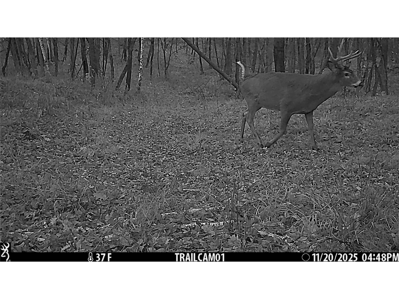 TBD 10 Acres Antler Lake Drive Milltown WI 54858 - No name 1599217 image35