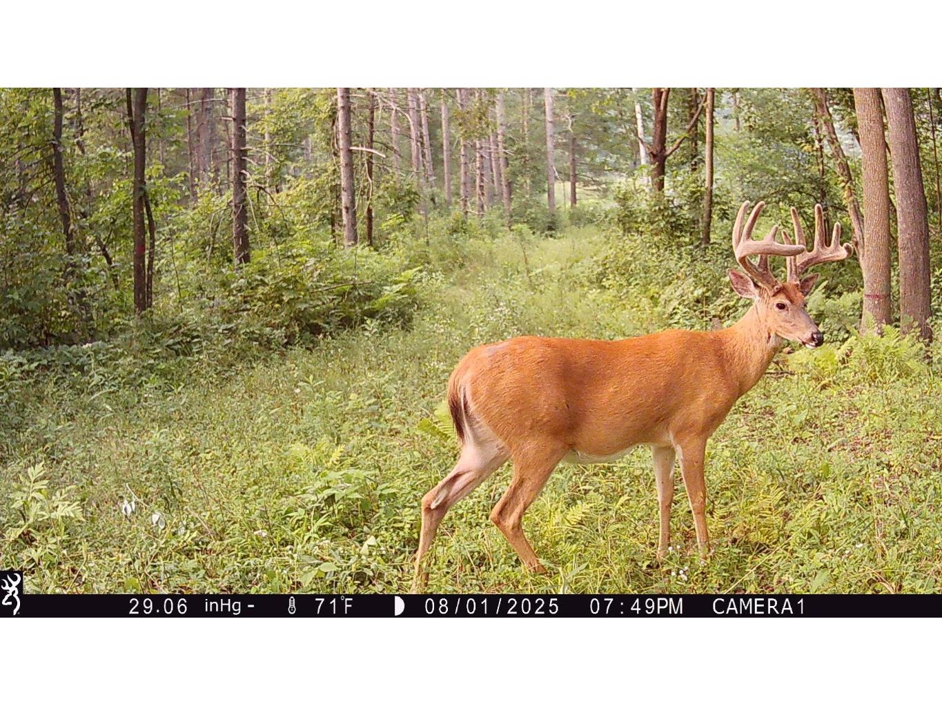 TBD 10 Acres Antler Lake Drive Milltown WI 54858 - No name 1599217 image4