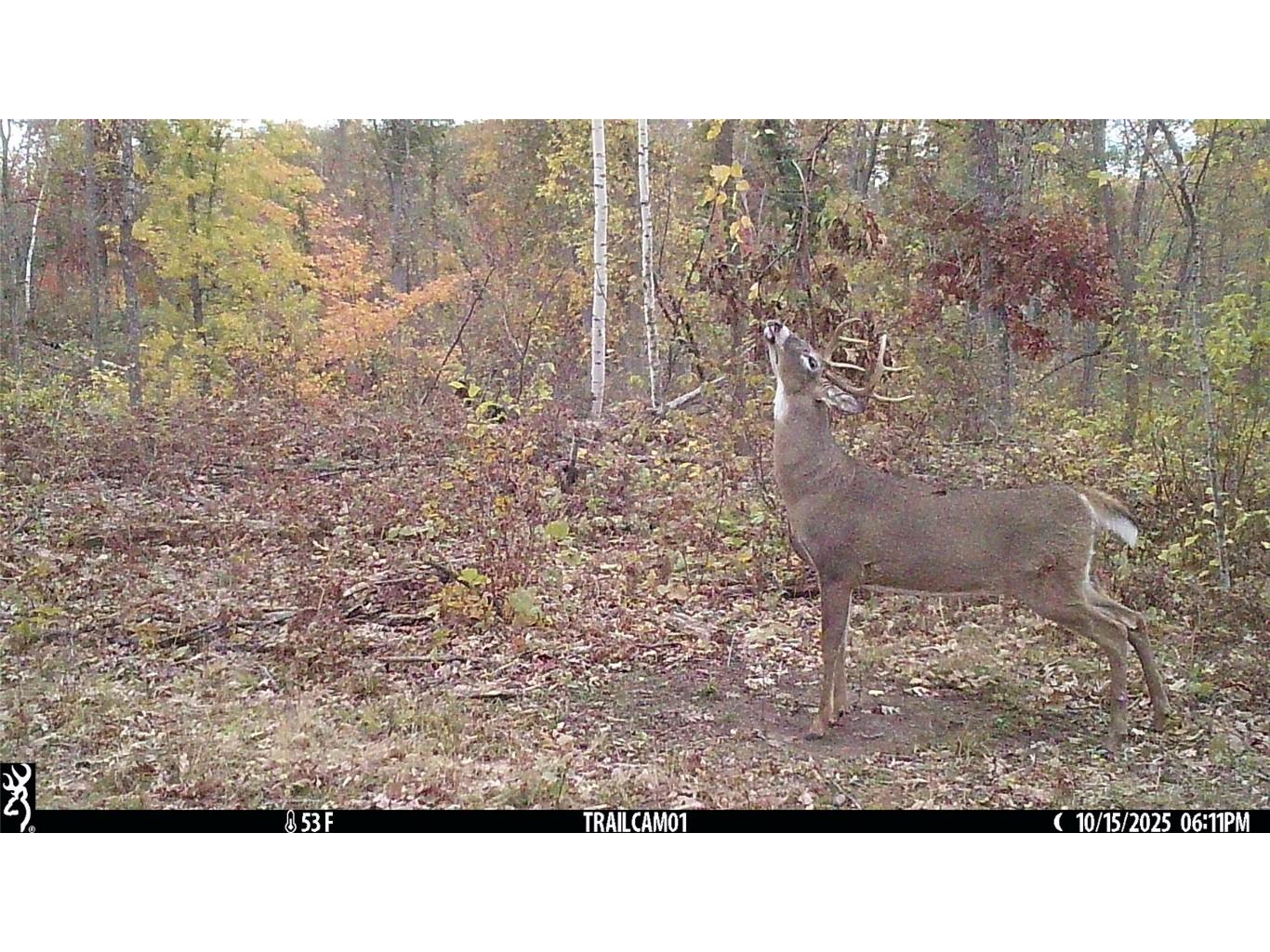 TBD 10 Acres Antler Lake Drive Milltown WI 54858 - No name 1599217 image6