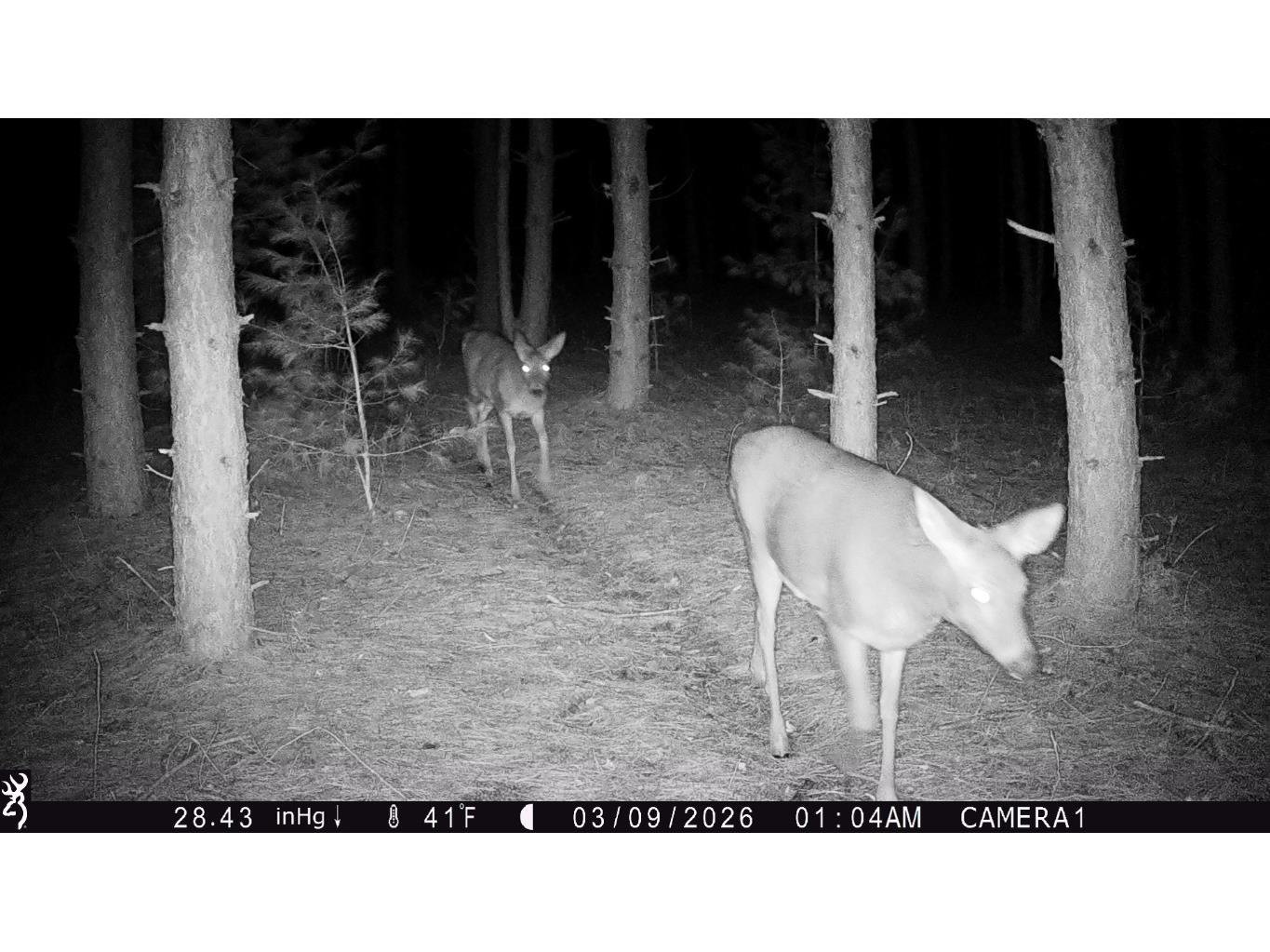 TBD 20 Acres 630th Street Colfax WI 54730 1599219 image10
