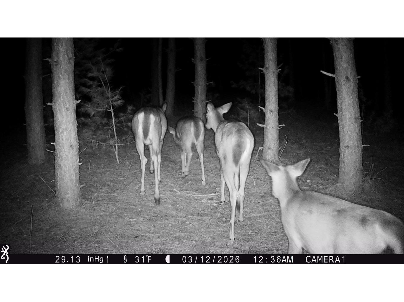 TBD 20 Acres 630th Street Colfax WI 54730 1599219 image19