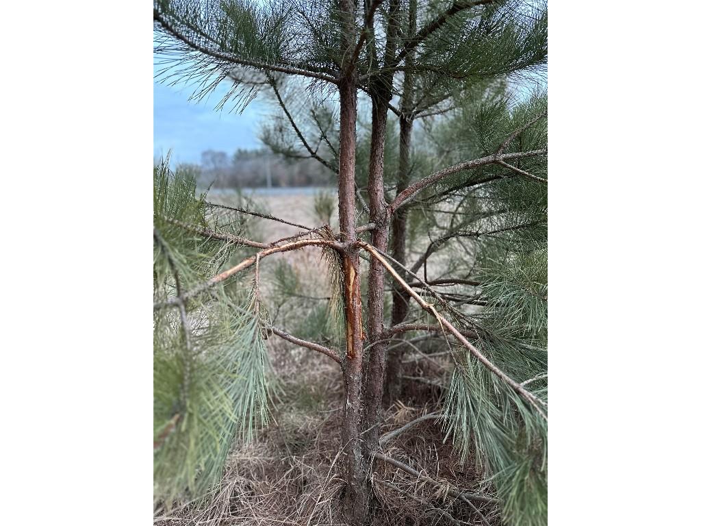 TBD 20 Acres 630th Street Colfax WI 54730 1599219 image25