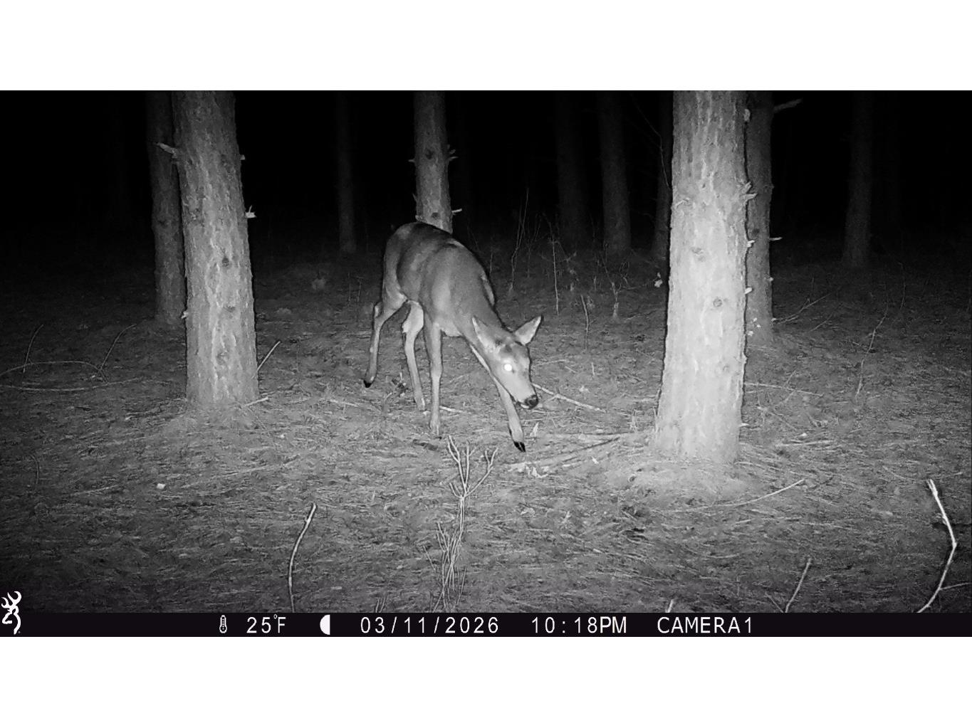 TBD 20 Acres 630th Street Colfax WI 54730 1599219 image44