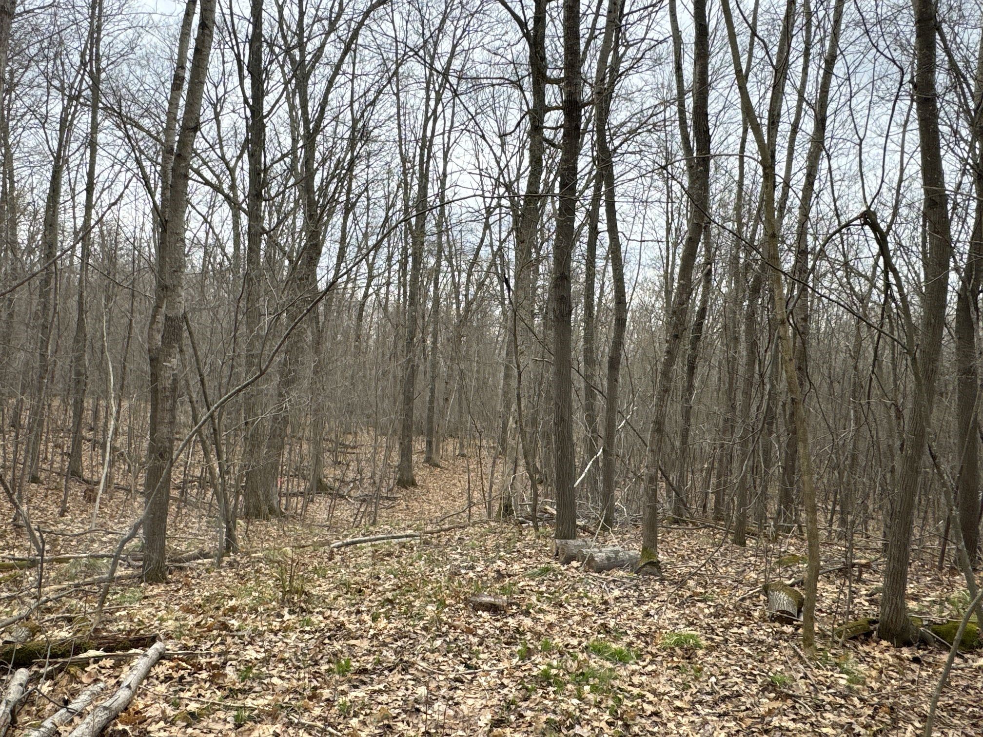 TBD Barrett Trail Trego WI 54888 1600463 image13