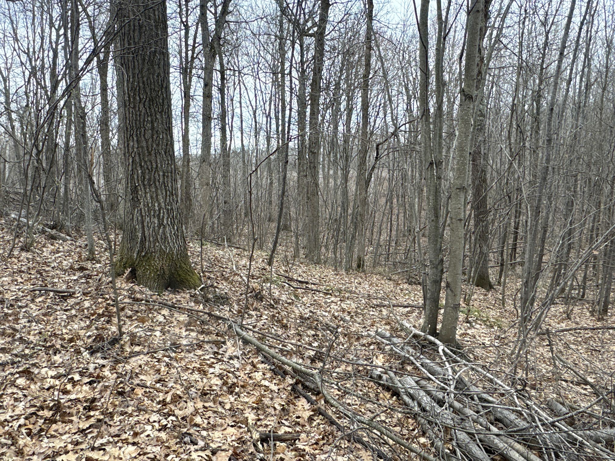 TBD Barrett Trail Trego WI 54888 1600463 image15