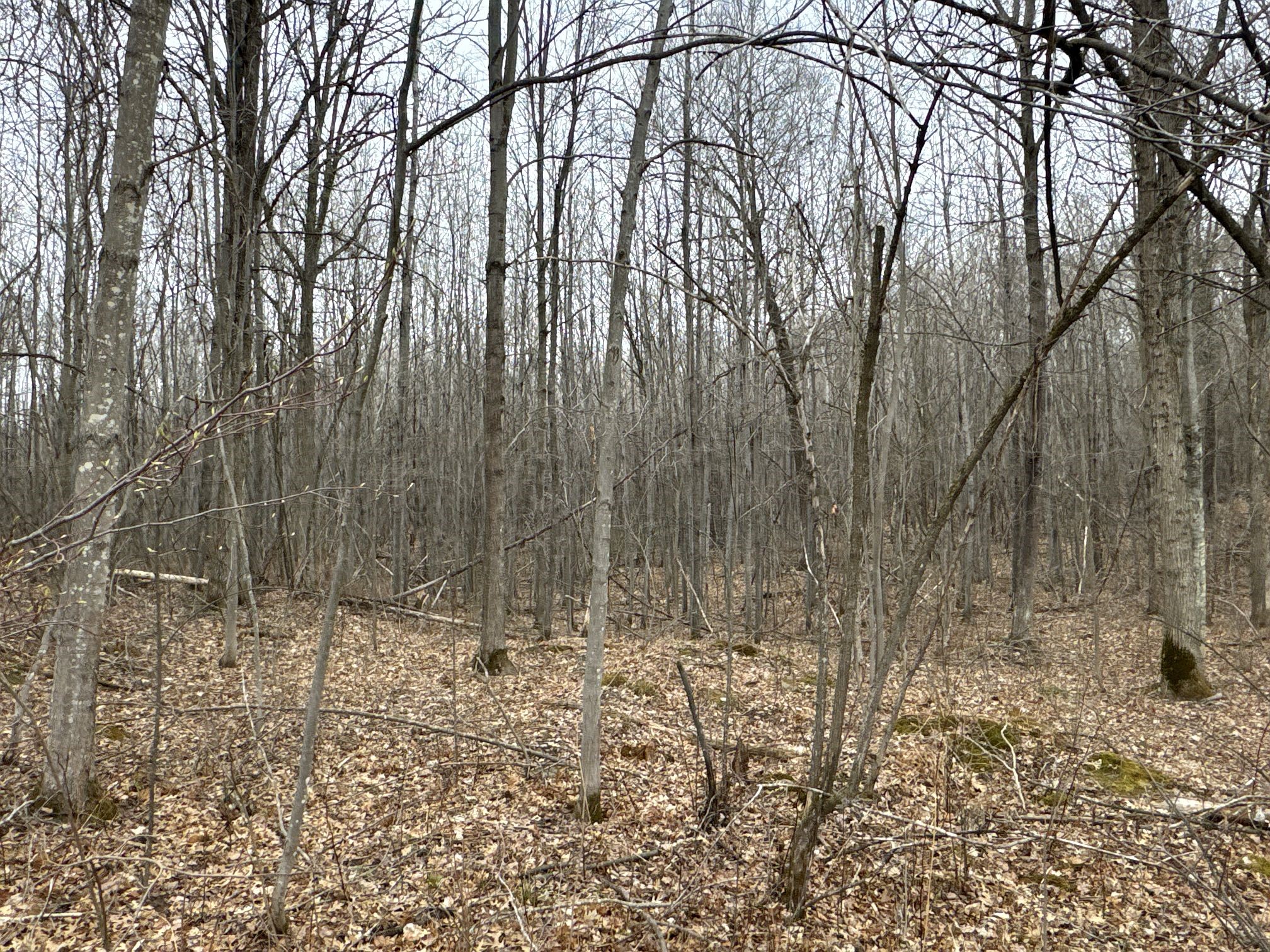 TBD Barrett Trail Trego WI 54888 1600463 image16