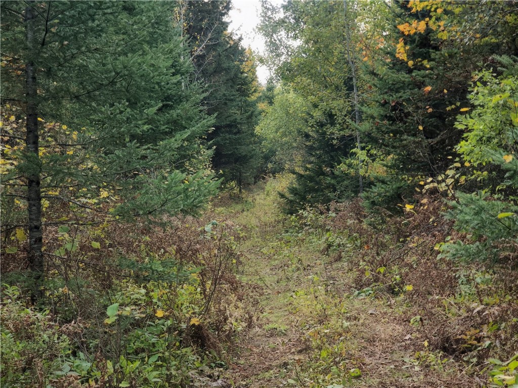 TBD Bear Lake Road Butternut WI 54514 1596122 image1