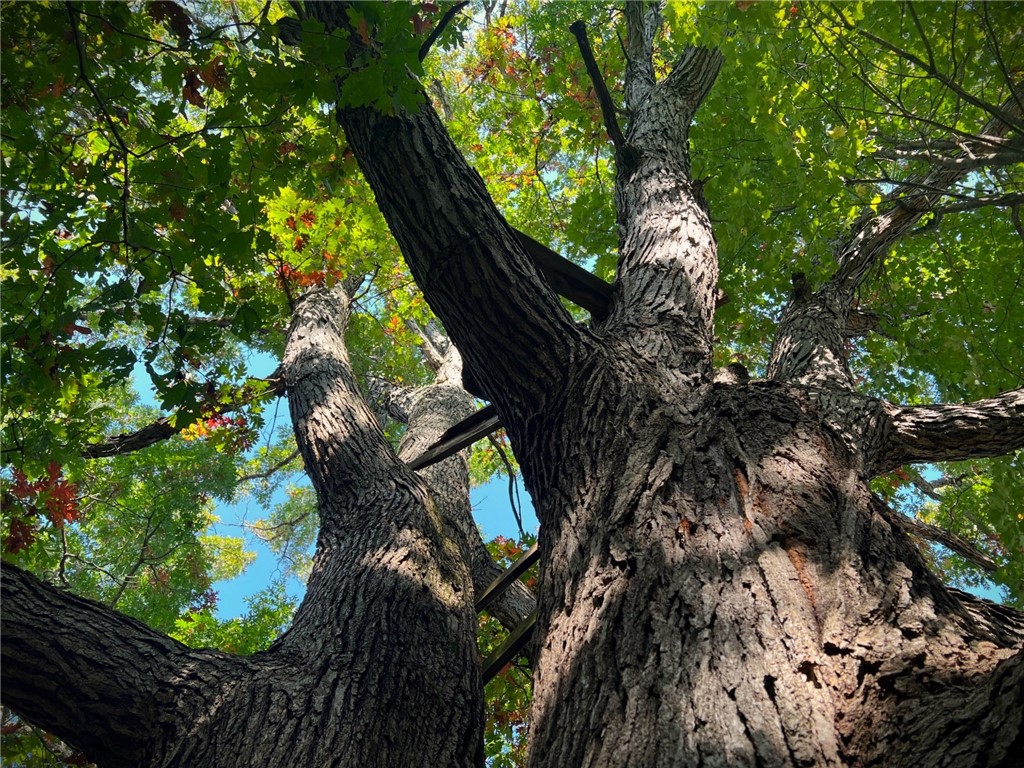 TBD Bruce Mound Avenue Merrillan WI 54754 - VISMAL 1596143 image10