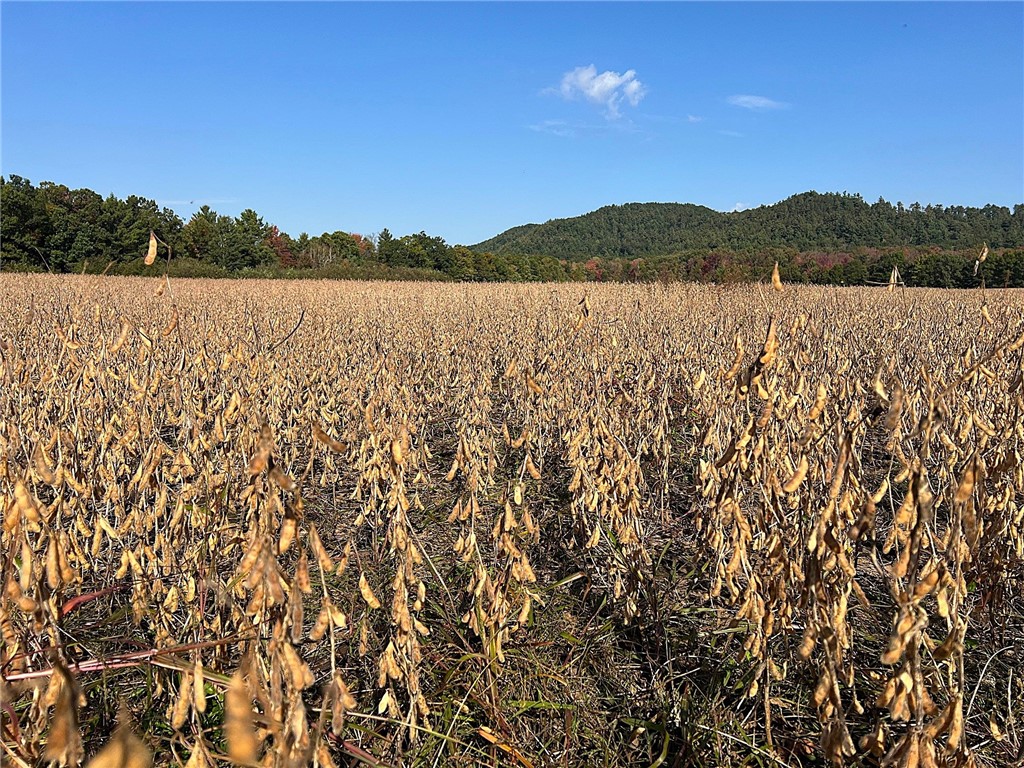 TBD Bruce Mound Avenue Merrillan WI 54754 - VISMAL 1596143 image2