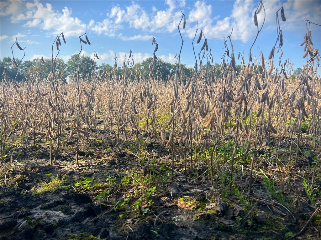 TBD Bruce Mound Avenue Merrillan WI 54754 - VISMAL 1596143 image3